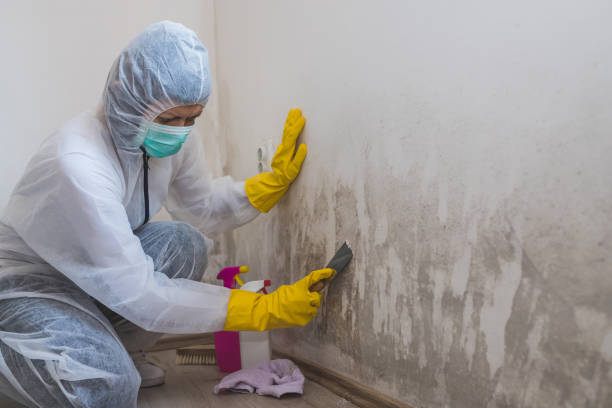 Professional Mold Removal in Plattsburg, MO